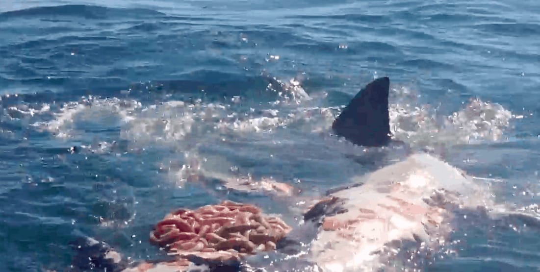 Cape Cod Travel Blog 10