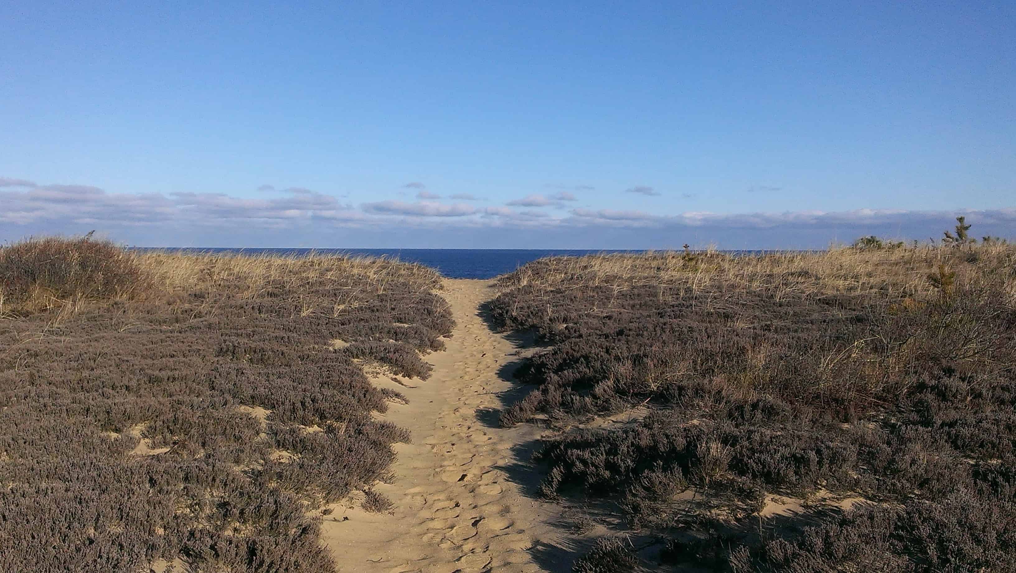 Top 5 Epic Cape Cod Hiking Trails - The Platinum Pebble Boutique Inn