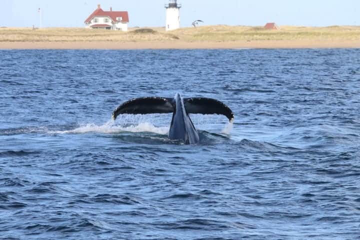 Cape Cod Travel Blog 12