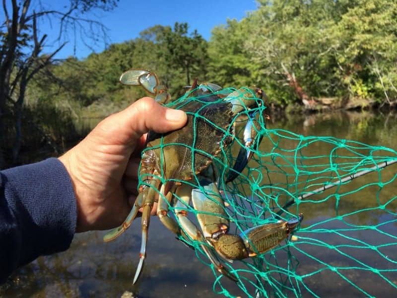 Modří krabi na Cape Cod