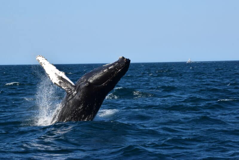 A humpback jumping out of the water while whale watching in Cape Cod