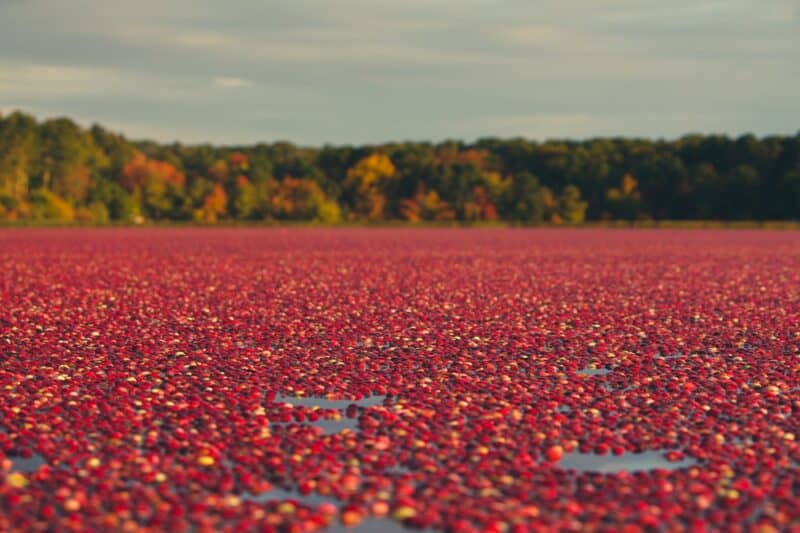 Cranberry Bog on Cape Cod