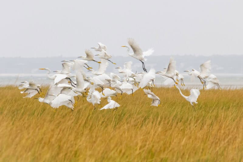 egrets flying over a refuge is one of the best things to do on Cape Cod during your weekend getaways in New England