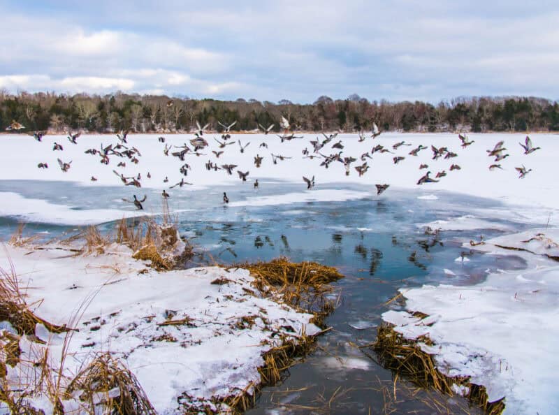 Birds at a local wildlife refuge near our Bed and Breakfast on Cape Cod in the winter