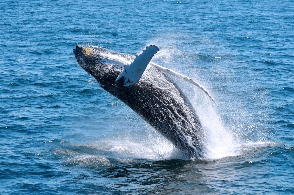 Plan ahead for Cape Cod Whale Watching season and get up close and personal views of a humpback whale, like this one, breaching.