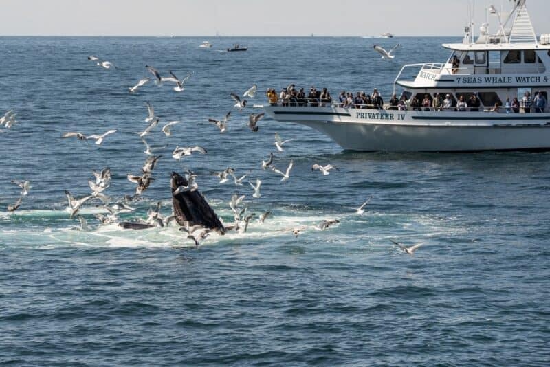 People on a boat enjoying the best Cape Cod Whale Watching Tours