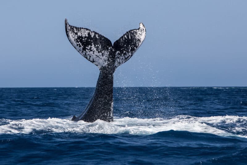 Humpback tail seen during peak Cape Cod Whale Watching Season