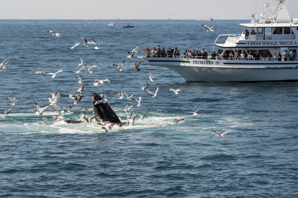 Enjoy whale watching on Cape Cod this summer. Boat full of people watching a whale feed on fish with seagulls flying about.