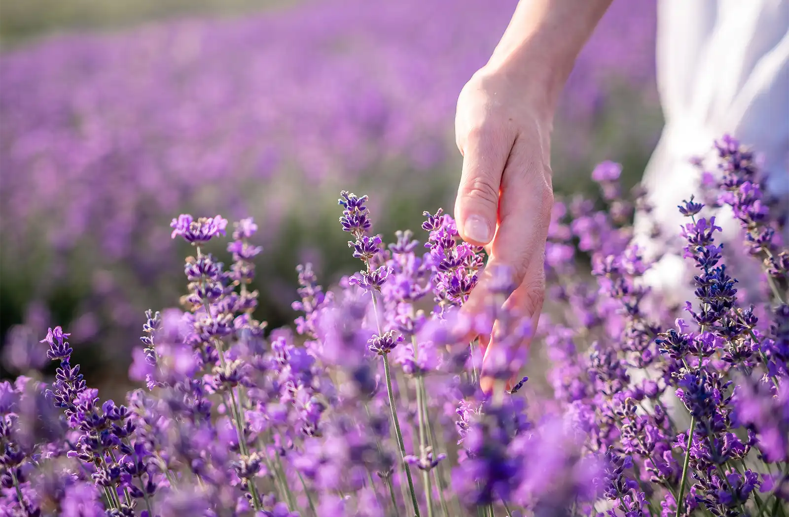 Visit Lavender farms in Harwich