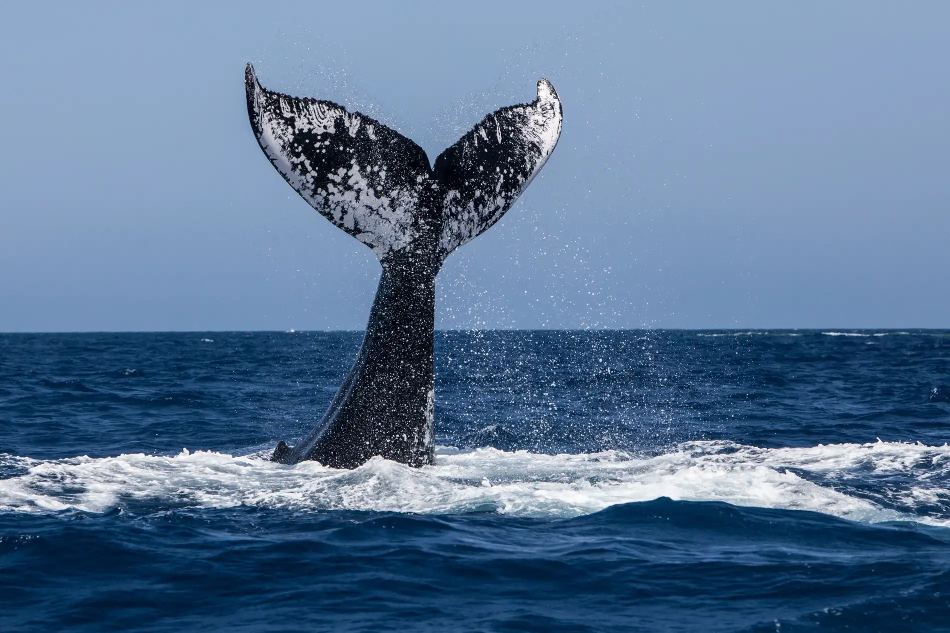 Whale watching near our Cape Cod Inn in Harwich