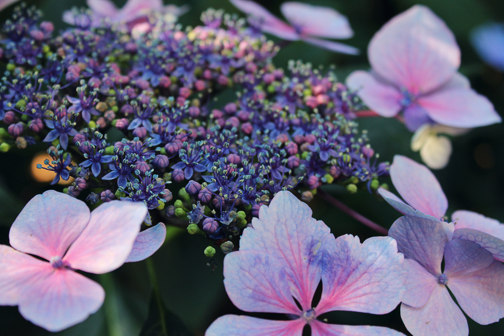 See stunning purple and pink hydrangeas like these at the Heritage Museums and Gardens.