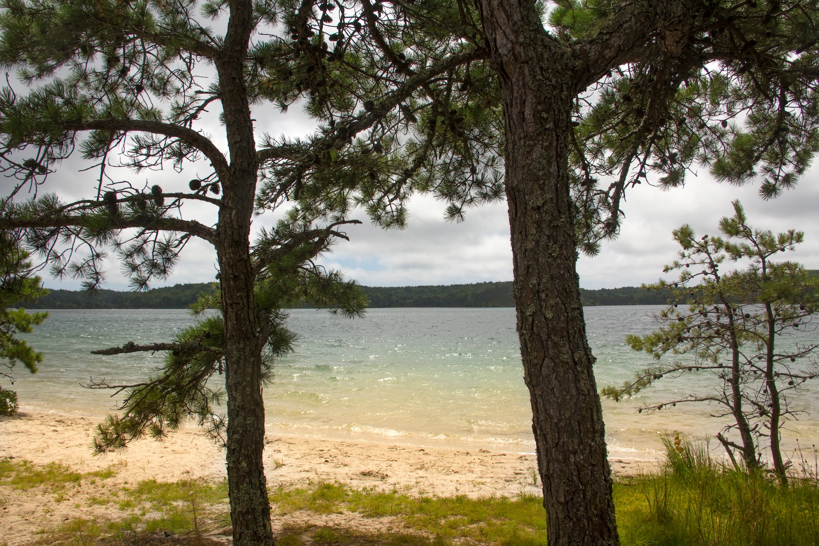 Cliff Pond at Nickerson State Park is 206 acres and perfect for hanging out on the beach and trout fishing. See the sandy beach and kettle pond framed by the trees.