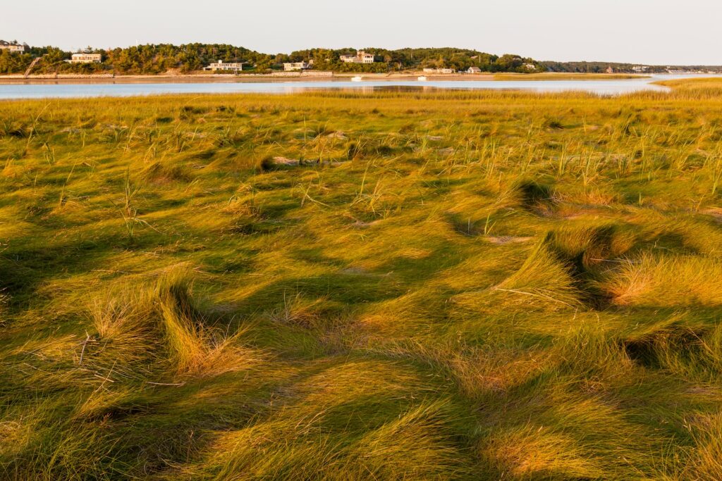 Salt marsh on the Great Island Trail overlooking the bay in Wellfleet.