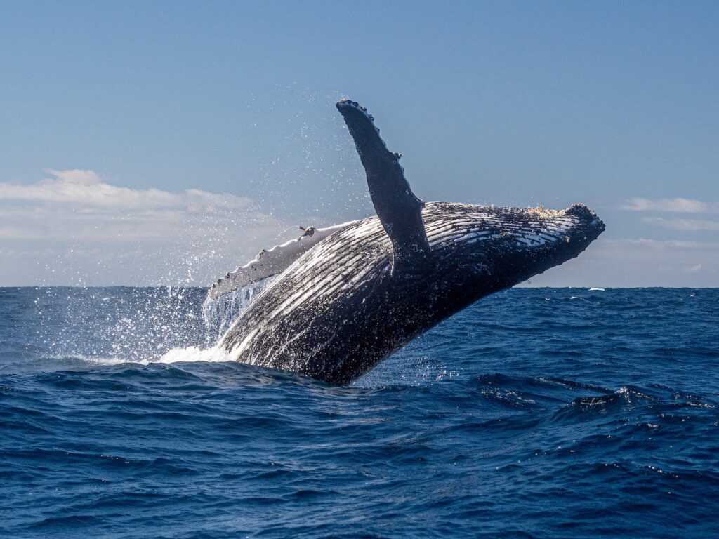 See a breaching Humpback Whale on Cape Cod whale watching tours.