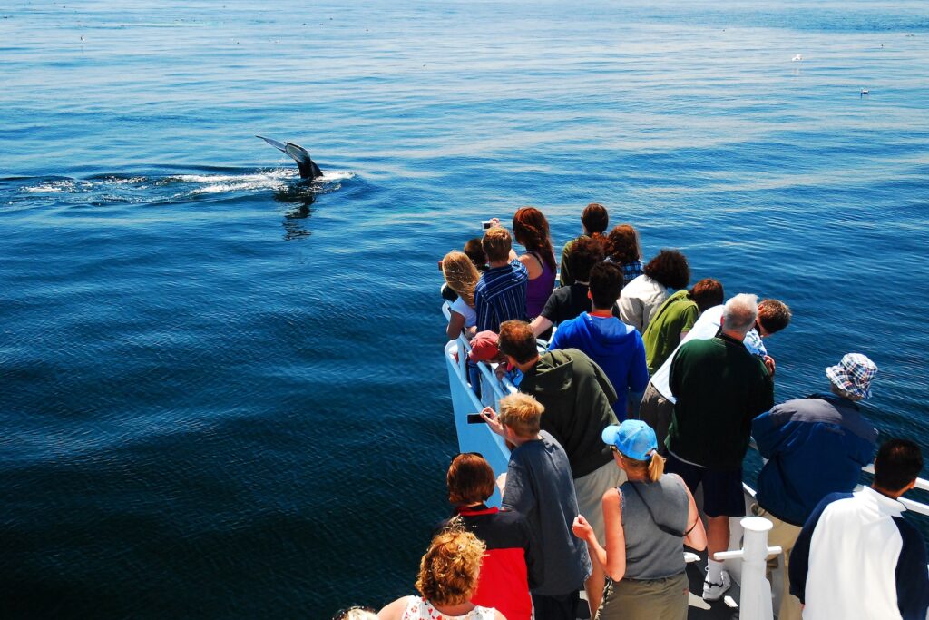 Cape Cod whale watching tours are the best way to see marine life while on vacation.