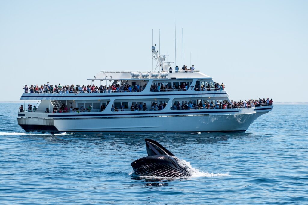 CApe Cod whale watching tours provide up close and personal views of these majestic animals. Here a boat lines up with a Humpback Whale eating.