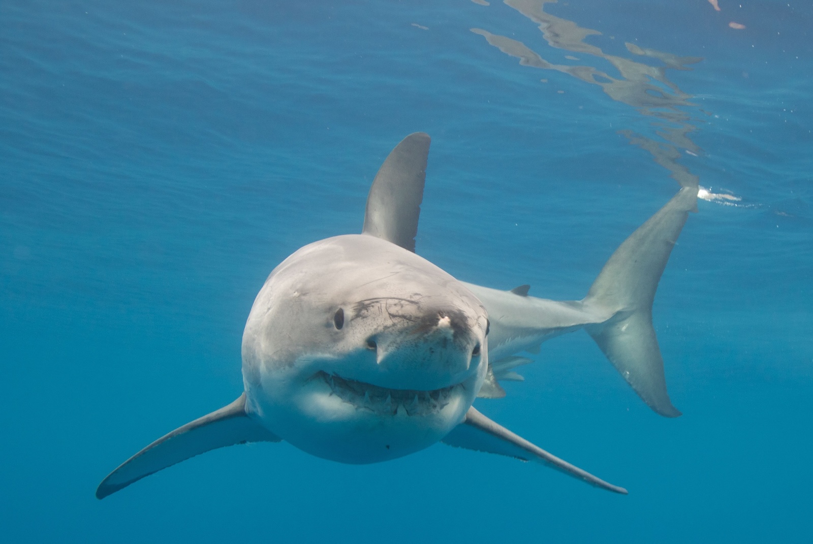 See great white sharks in the water with shark tours on Cape Cod.