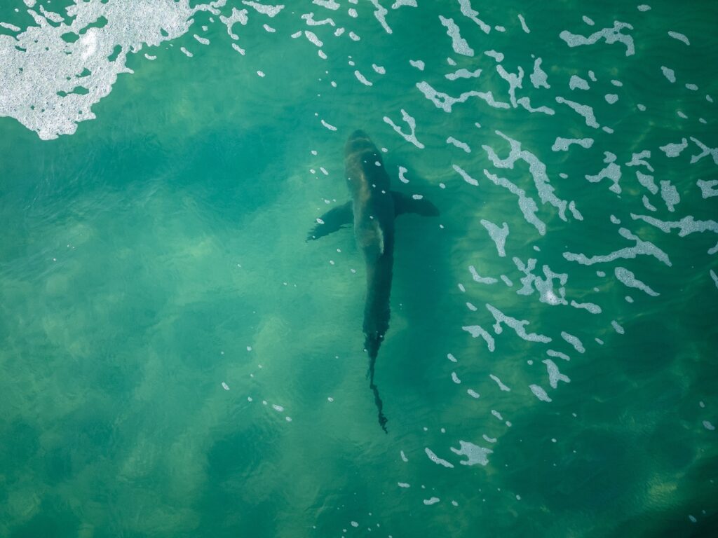 Experience shark tours on Cape Cod, where you'll see a large shark in the middle of aqua water.