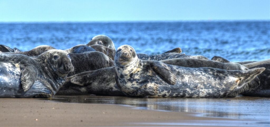 Gray seals at the Monomoy National Wildlife Refuge